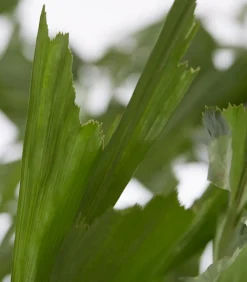 Dehner Grünpflanzen|Zimmerpalmen - Fischschwanzpalme - Caryota mitis Dunkelgrün