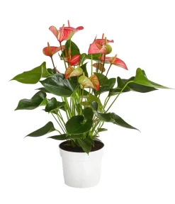 Dehner Einblatt & Flamingoblumen > Flamingoblume - Anthurium andreanum 'Livium'