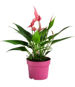 Dehner Einblatt & Flamingoblumen - Flamingoblume - Anthurium andreanum 'Lilli' Rosa