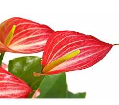 Dehner Einblatt & Flamingoblumen - Flamingoblume - Anthurium andreanum 'Livium'