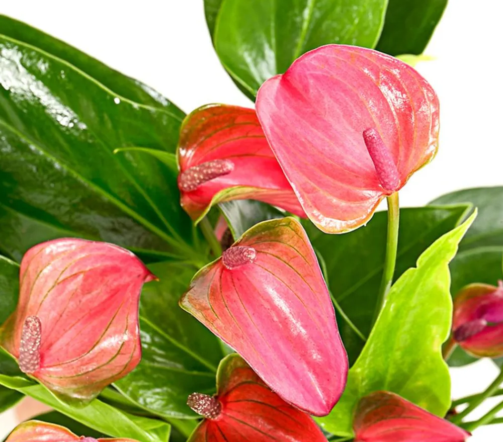 Dehner Einblatt & Flamingoblumen - Flamingoblume - Anthurium andreanum 'Lila Forino'
