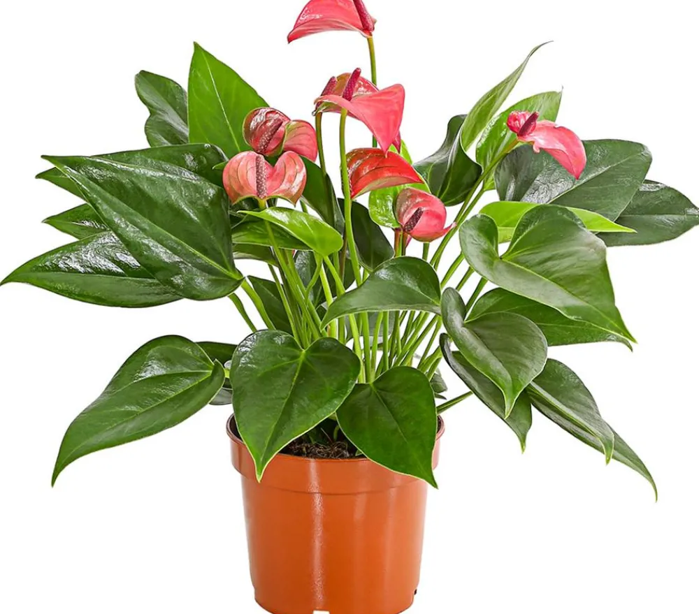 Dehner Einblatt & Flamingoblumen - Flamingoblume - Anthurium andreanum 'Lila Forino'