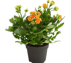 Dehner Sukkulenten|Kalanchoen > Flammendes Käthchen - Kalanchoe blossfeldiana, gefüllt