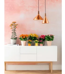 Dehner Sukkulenten|Kalanchoen > Flammendes Käthchen - Kalanchoe blossfeldiana, gefüllt