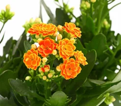 Dehner Sukkulenten|Kalanchoen > Flammendes Käthchen - Kalanchoe blossfeldiana, gefüllt