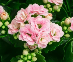 Dehner Sukkulenten|Kalanchoen > Flammendes Käthchen - Kalanchoe blossfeldiana, gefüllt
