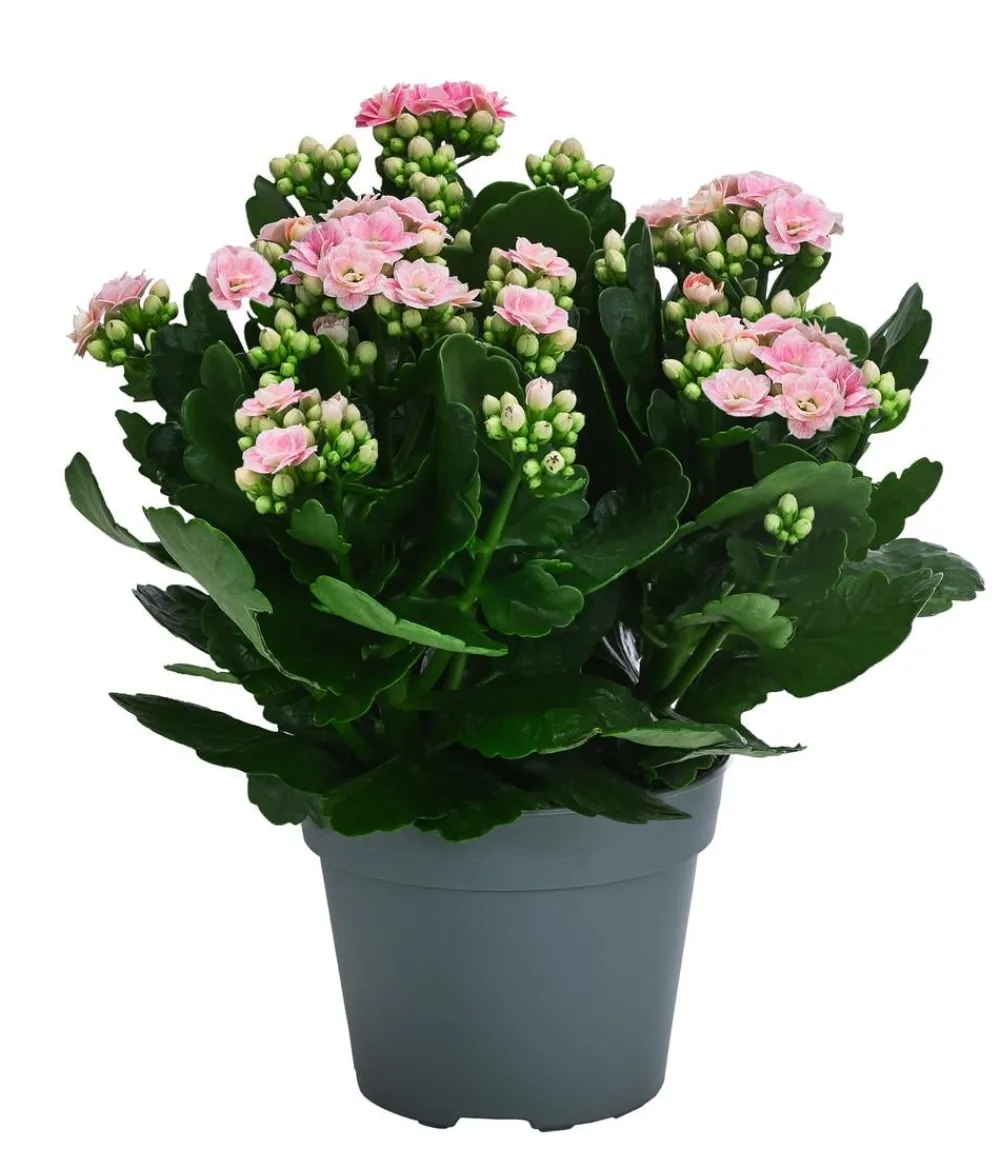 Dehner Sukkulenten|Kalanchoen > Flammendes Käthchen - Kalanchoe blossfeldiana, gefüllt