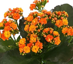 Dehner Sukkulenten|Kalanchoen > Flammendes Käthchen - Kalanchoe blossfeldiana