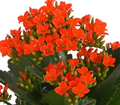 Dehner Sukkulenten|Kalanchoen > Flammendes Käthchen - Kalanchoe blossfeldiana