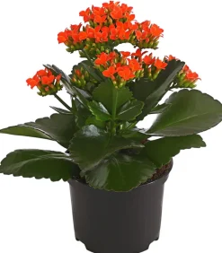 Dehner Sukkulenten|Kalanchoen > Flammendes Käthchen - Kalanchoe blossfeldiana