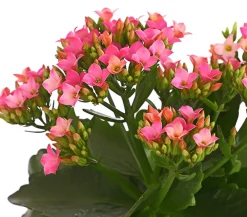 Dehner Sukkulenten|Kalanchoen > Flammendes Käthchen - Kalanchoe blossfeldiana