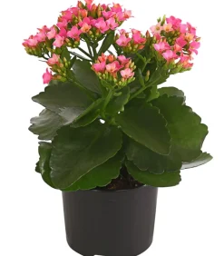 Dehner Sukkulenten|Kalanchoen > Flammendes Käthchen - Kalanchoe blossfeldiana