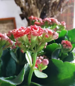 Dehner Sukkulenten|Kalanchoen > Flammendes Käthchen - Kalanchoe blossfeldiana