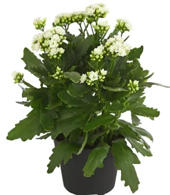Dehner Flammendes Käthchen - Kalanchoe blossfeldiana, gefüllt Weiß Best