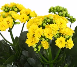 Dehner Flammendes Käthchen - Kalanchoe blossfeldiana, gefüllt Gelb Sale