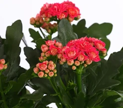 Dehner Flammendes Käthchen - Kalanchoe blossfeldiana Pink Discount