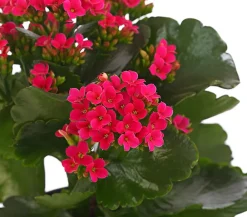 Dehner Flammendes Käthchen - Kalanchoe blossfeldiana Pink Discount