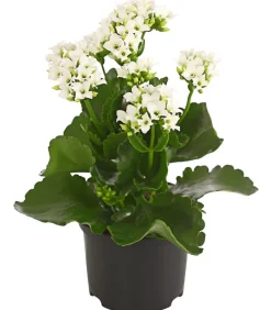 Dehner Flammendes Käthchen - Kalanchoe blossfeldiana Weiß