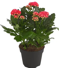 Dehner Sukkulenten|Kalanchoen - Flammendes Käthchen - Kalanchoe blossfeldiana, gefüllt Pink
