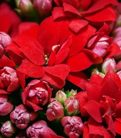 Dehner Sukkulenten|Kalanchoen - Flammendes Käthchen - Kalanchoe blossfeldiana, gefüllt Rot