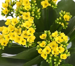 Dehner Sukkulenten|Kalanchoen - Flammendes Käthchen - Kalanchoe blossfeldiana Gelb