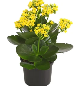Dehner Sukkulenten|Kalanchoen - Flammendes Käthchen - Kalanchoe blossfeldiana Gelb