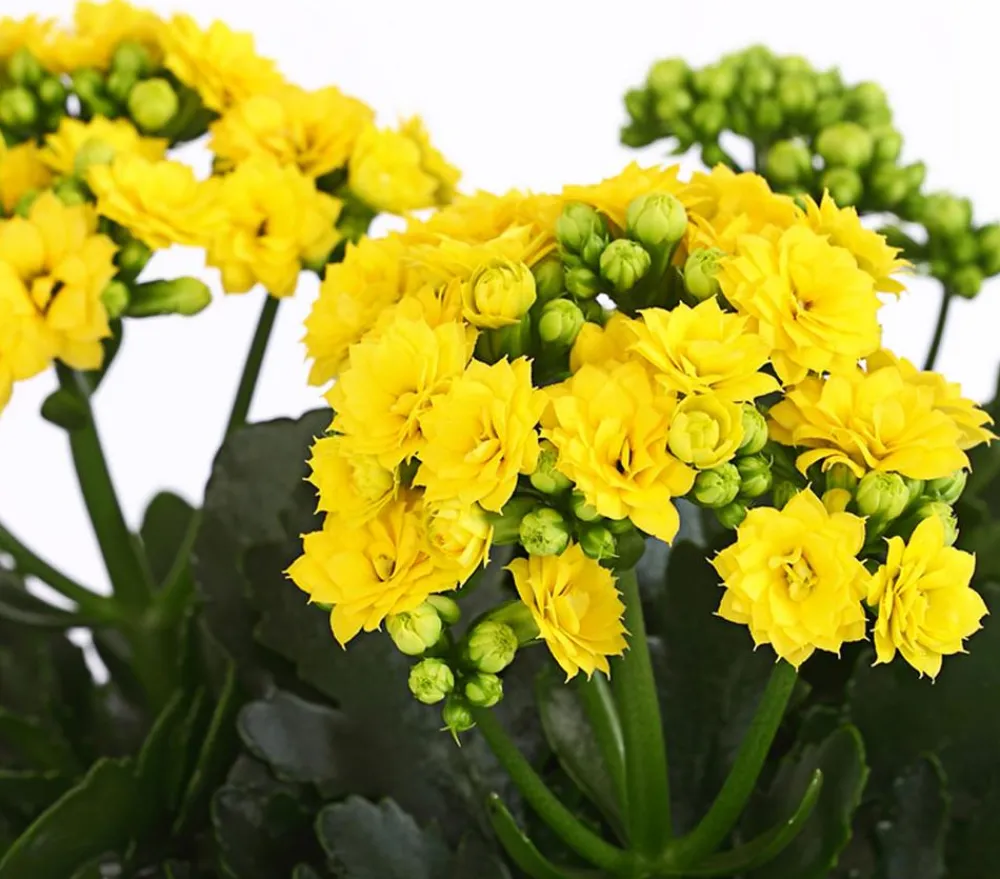 Dehner Sukkulenten|Kalanchoen - Flammendes Käthchen - Kalanchoe blossfeldiana Gelb