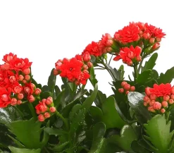 Dehner Sukkulenten|Kalanchoen - Flammendes Käthchen - Kalanchoe blossfeldiana Rot