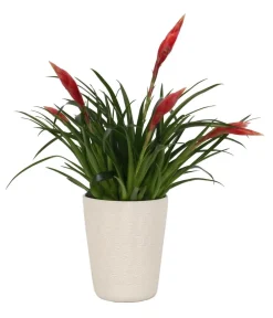 Dehner Bromelien|Zimmerpflanzen Mit Übertopf > Flammendes Schwert - Vriesea Multiflora 'Astrid', in Keramik