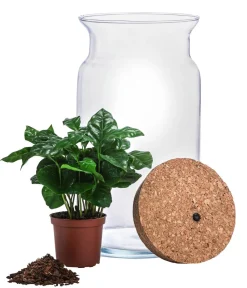 Dehner Flaschengarten DIY-Set Kaffeepflanze mit LED, 3-teilig, ca. Ø15cm/H23cm Grün Best