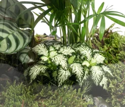 Dehner Flaschengarten DIY-Set Mini-Urwald, 8-teilig Grün Online
