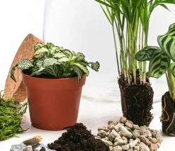 Dehner Flaschengarten DIY-Set Mini-Urwald, 8-teilig Grün Online