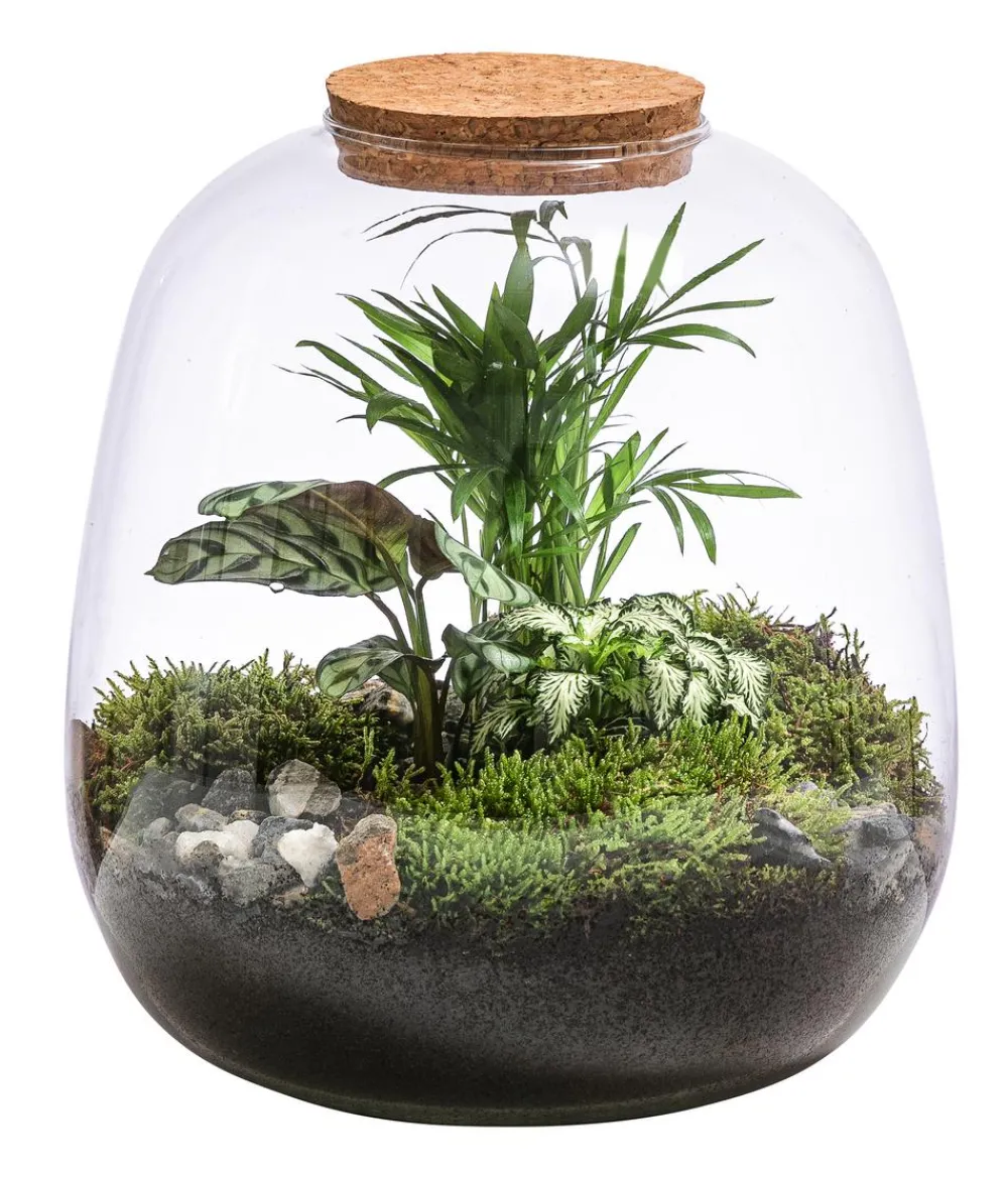 Dehner Flaschengarten DIY-Set Mini-Urwald, 8-teilig Grün Online