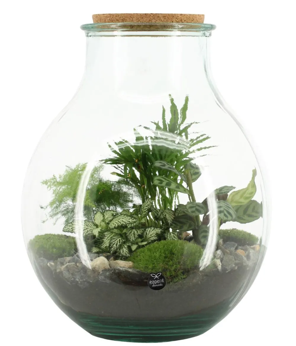 Dehner Flaschengarten DIY-Set Tropisches Paradies, 9-teilig, ca. Ø40/H29 cm Grün Sale