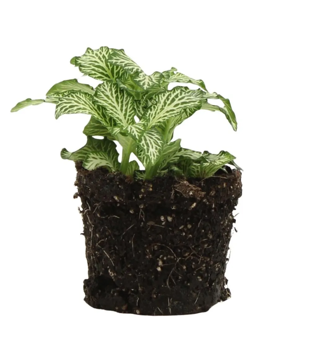 Dehner Flaschengarten DIY-Set Tropisches Paradies, 9-teilig, ca. Ø40/H29 cm Grün Sale