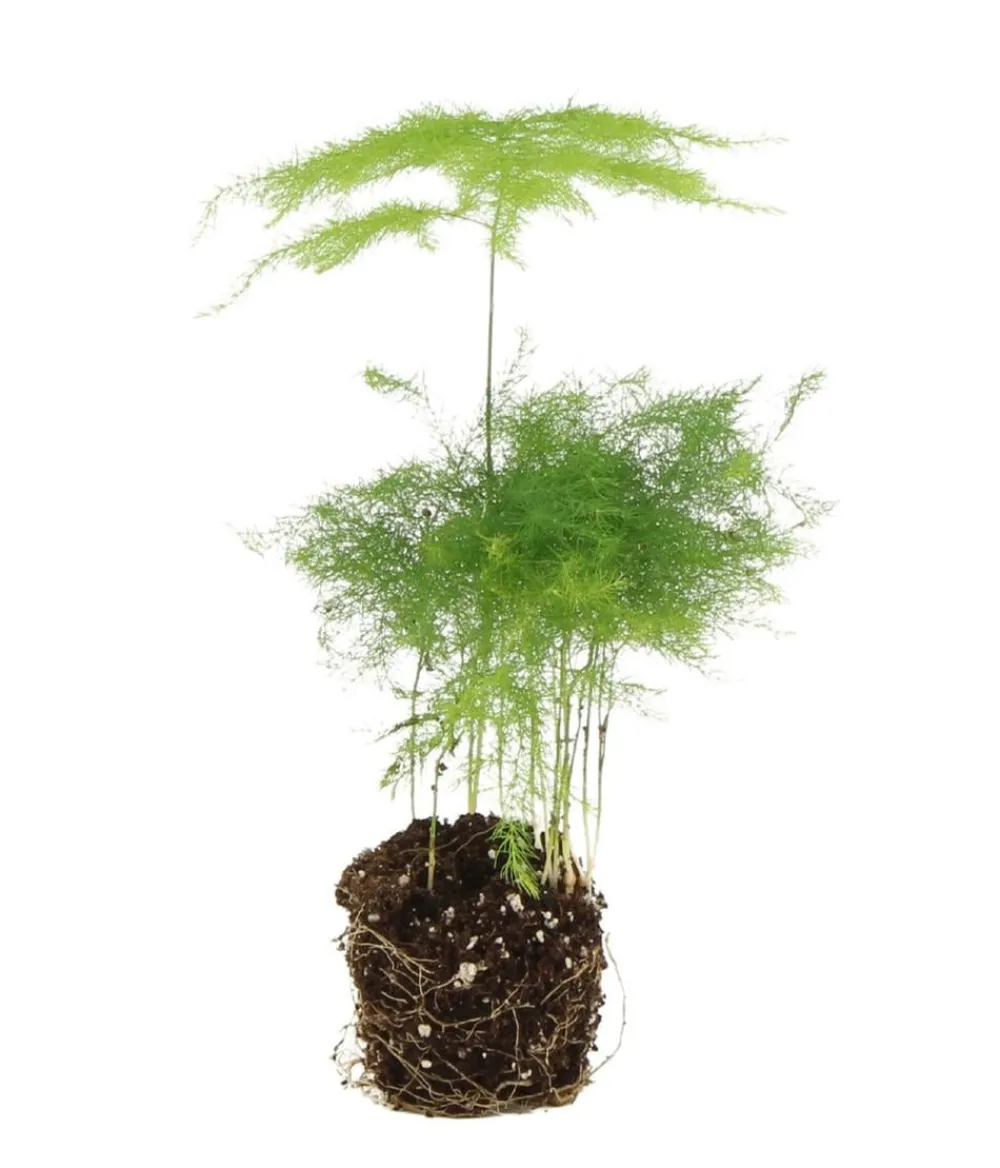 Dehner Flaschengarten DIY-Set Tropisches Paradies, 9-teilig, ca. Ø40/H29 cm Grün Sale