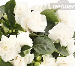 Dehner Sommerblumen > Fleißiges Lieschen, gefüllt, verschiedene Farben