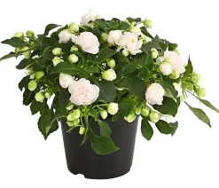 Dehner Sommerblumen > Fleißiges Lieschen, gefüllt, verschiedene Farben