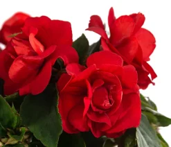 Dehner Sommerblumen > Fleißiges Lieschen, gefüllt, verschiedene Farben
