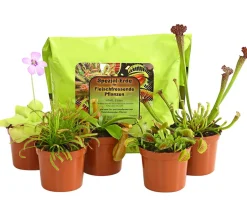 Fleischfressende Pflanzen - Karnivoren Starter-Set Hot