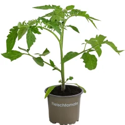 Dehner Auberginen- & Tomatenpflanzen - Fleischtomate, Rot