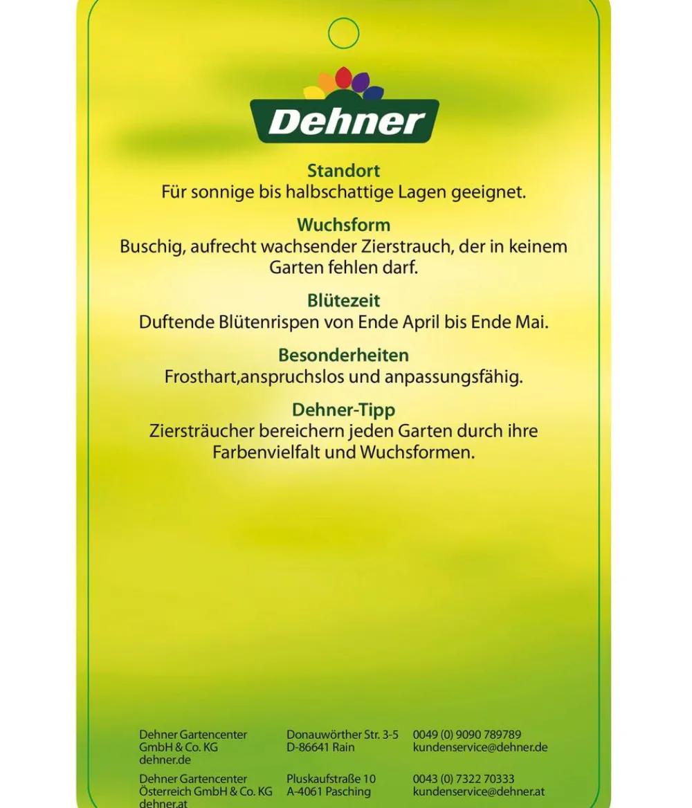 Dehner Laubgehölze|Flieder > Flieder 'Charles Joly'
