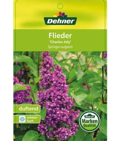 Dehner Laubgehölze|Flieder > Flieder 'Charles Joly'