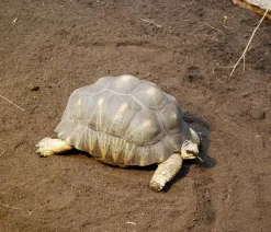 Floragard Schildkrötensubstrat Best