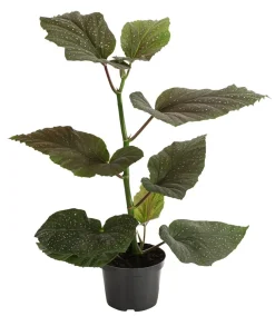 Dehner Forellenbegonie - Begonia maculata 'Wings' Online