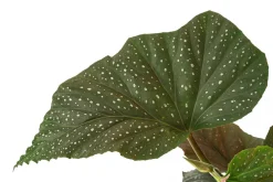 Dehner Forellenbegonie - Begonia maculata 'Wings' Online