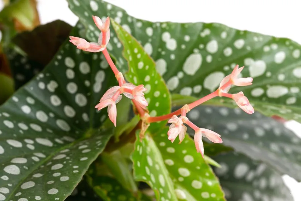 Dehner Grünpflanzen > Forellenbegonie - Begonia maculata 'Double Dot'