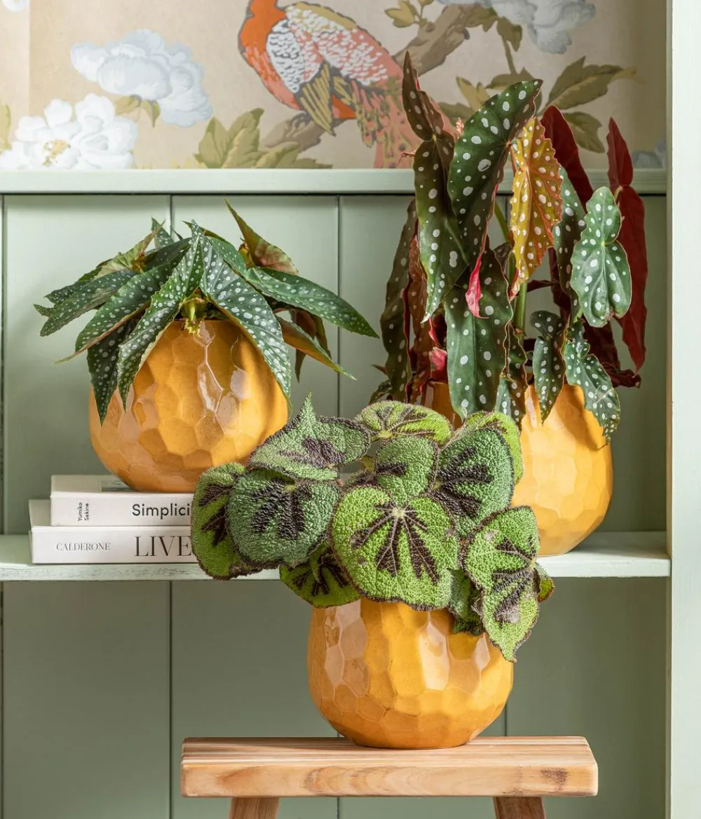 Dehner Grünpflanzen > Forellenbegonie - Begonia maculata 'Double Dot'