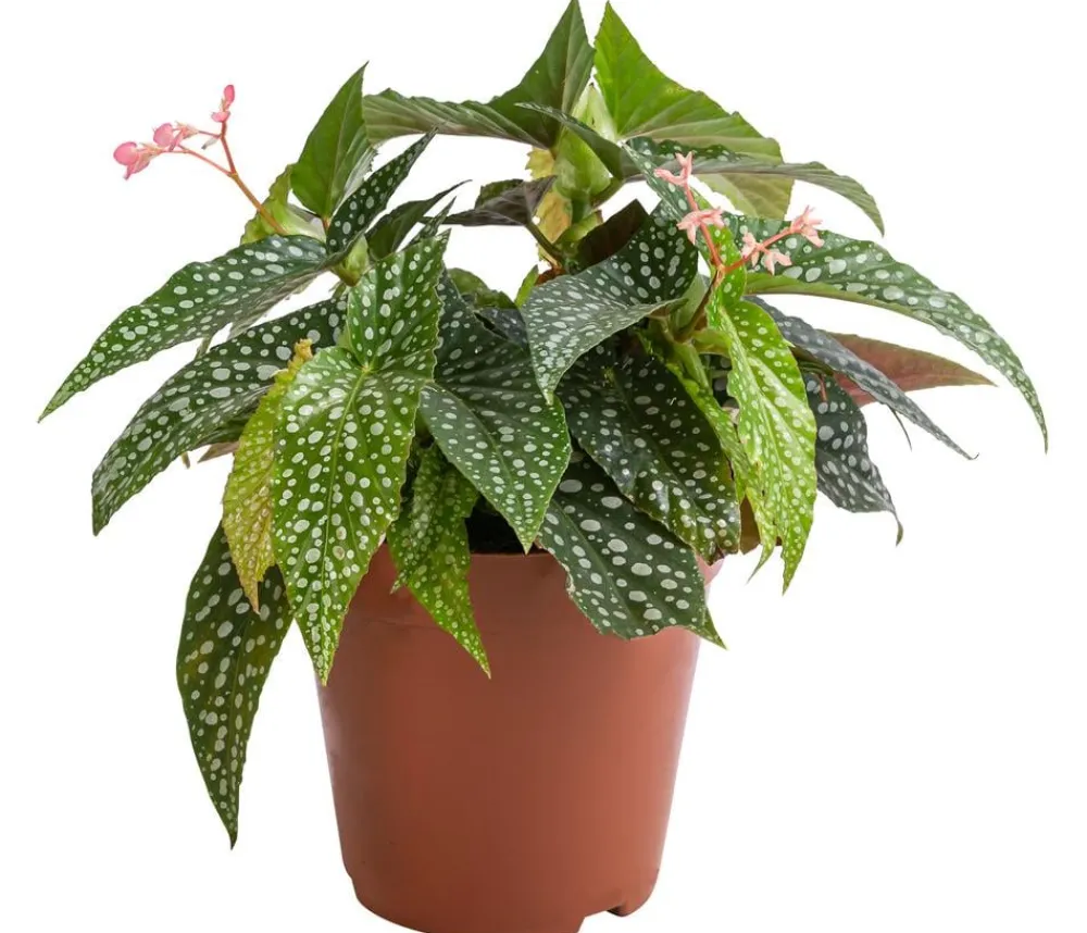 Dehner Grünpflanzen > Forellenbegonie - Begonia maculata 'Double Dot'