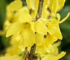 Dehner Laubgehölze|Blühende Sträucher > Forsythie 'Minigold'